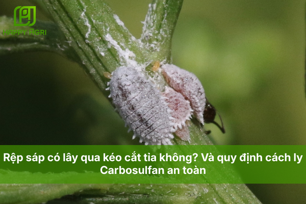 Rệp sáp có lây qua kéo cắt tỉa không? Và quy định cách ly Carbosulfan an toàn