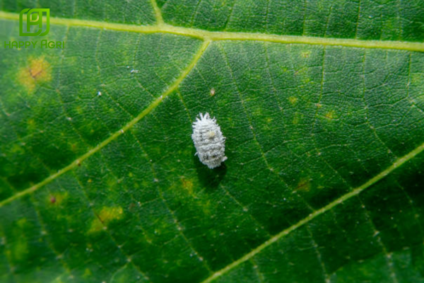 Rệp sáp là gì? Tại sao chúng lại là nỗi lo của nhà vườn?