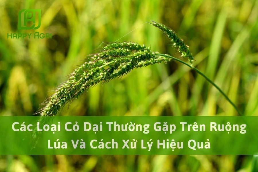 # Các Loại Cỏ Dại Thường Gặp Trên Ruộng Lúa Và Cách Xử Lý Hiệu Quả