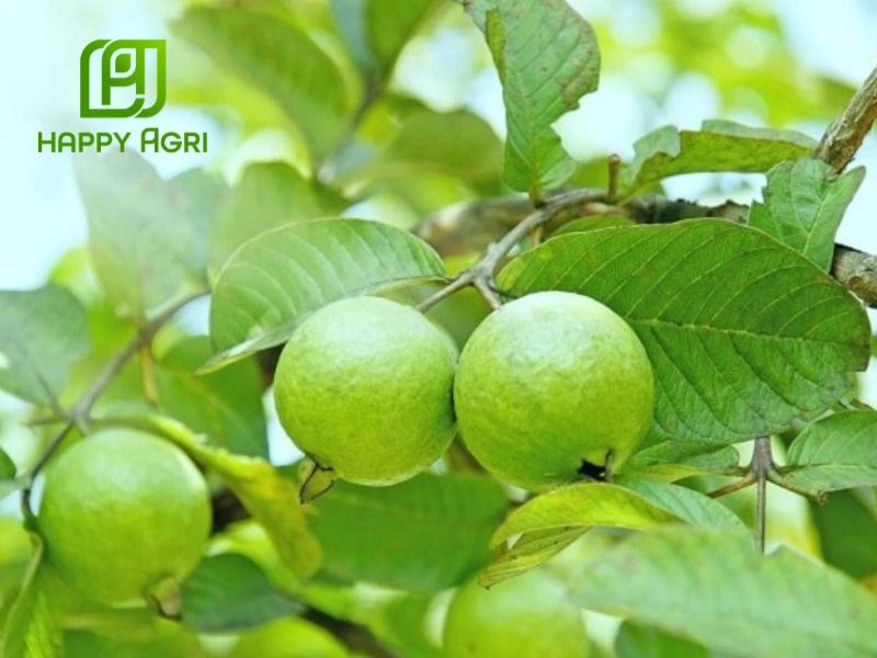 kỹ thuật trồng ổi