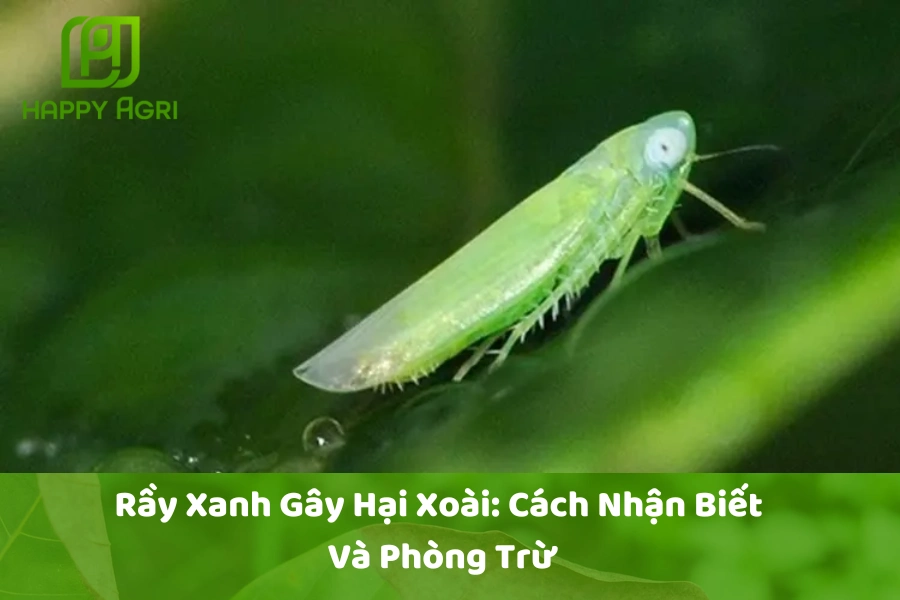 Rầy Xanh Gây Hại Xoài: Cách Nhận Biết Và Phòng Trừ