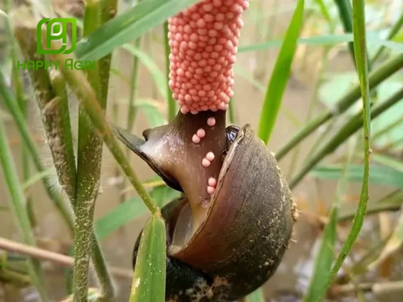 Giải pháp dinh dưỡng từ Happy Agri