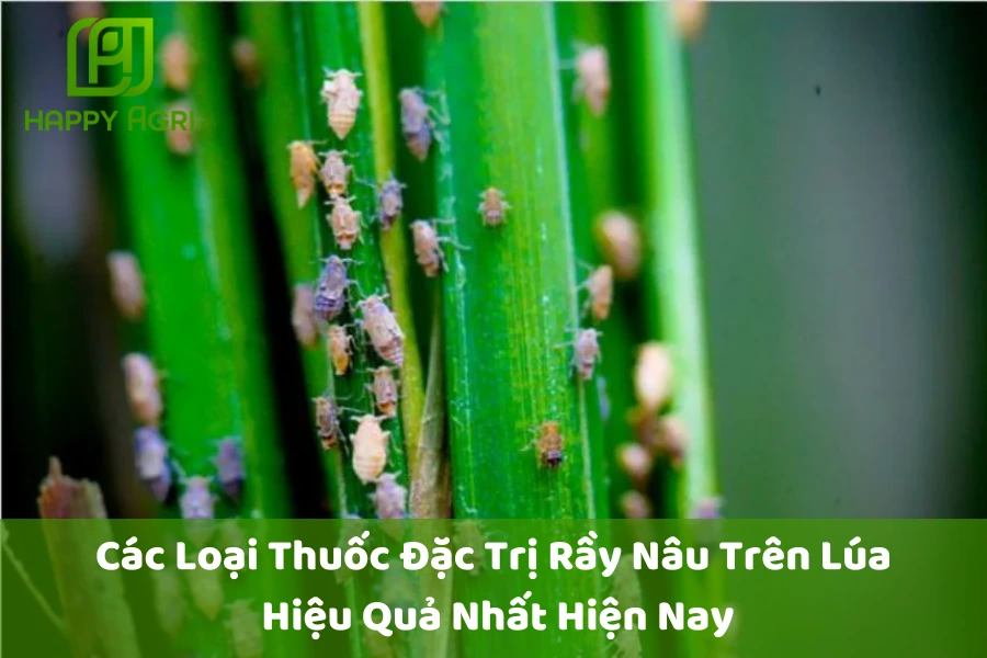 Các Loại Thuốc Đặc Trị Rầy Nâu Trên Lúa Hiệu Quả Nhất Hiện Nay