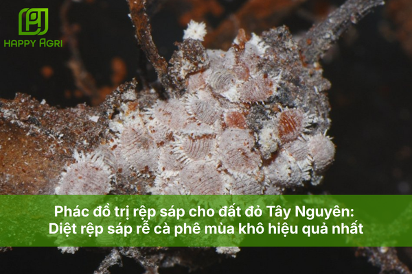 Phác đồ trị rệp sáp cho đất đỏ Tây Nguyên: Diệt rệp sáp rễ cà phê mùa khô hiệu quả nhất