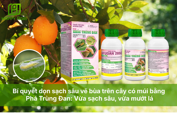 Bí quyết dọn sạch sâu vẽ bùa trên cây có múi bằng Phá Trùng Đan: Vừa sạch sâu, vừa mướt lá.