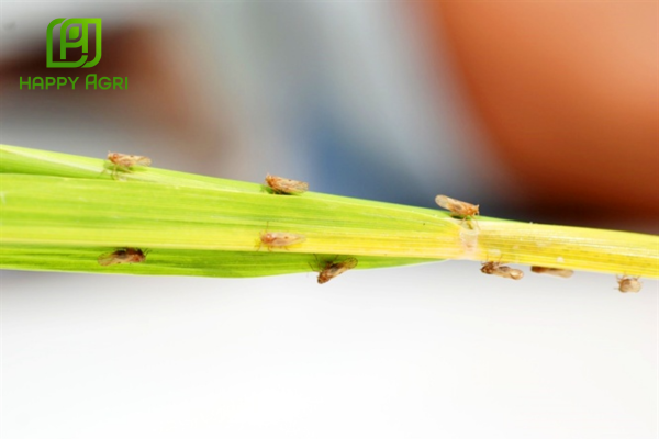 Công dụng Thuốc trừ rầy ANVADO 700WG Hiệu Đại Bàng Sát Rầy