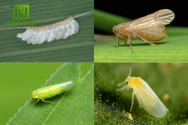 Công dụng Thuốc trừ rầy ANVADO 100WP