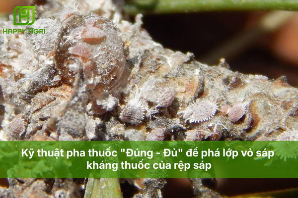 Kỹ thuật pha thuốc "Đúng - Đủ" để phá lớp vỏ sáp kháng thuốc của rệp sáp