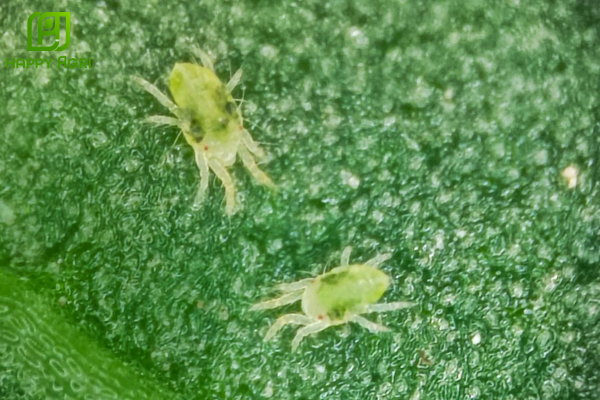 Câu hỏi thường gặp