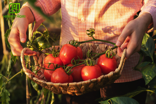 Câu hỏi thường gặp