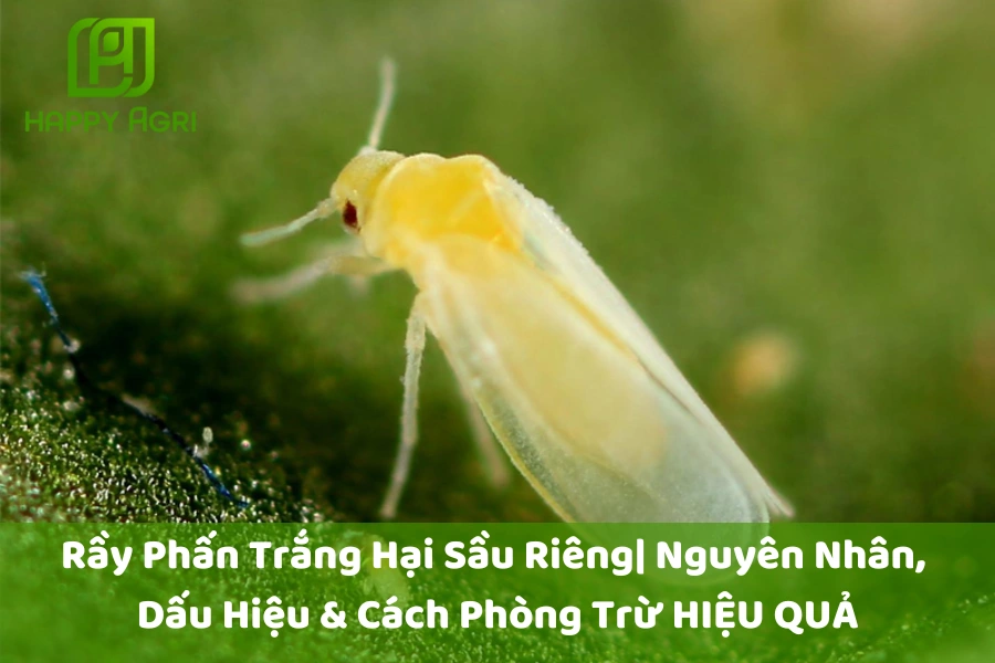 Rầy Phấn Trắng Hại Sầu Riêng| Nguyên Nhân, Dấu Hiệu & Cách Phòng Trừ HIỆU QUẢ