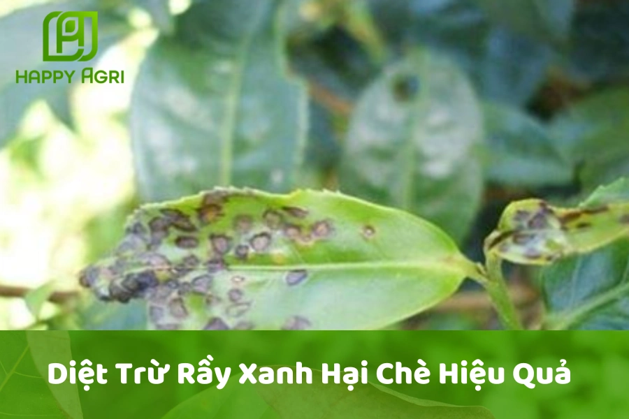 Diệt Trừ Rầy Xanh Hại Chè Hiệu Quả 