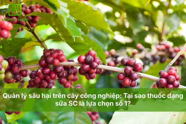Quản lý sâu hại trên cây công nghiệp: Tại sao thuốc dạng sữa SC là lựa chọn số 1?
