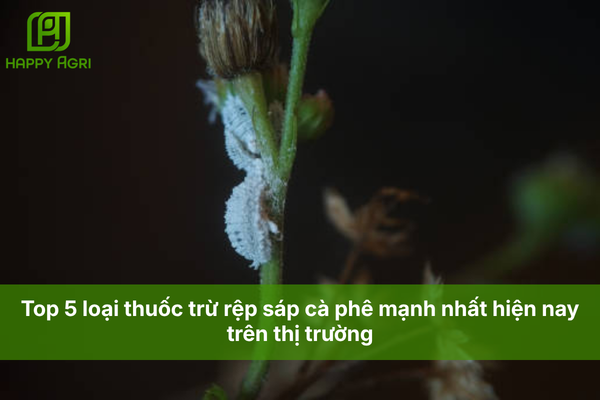Top 5 loại thuốc trừ rệp sáp cà phê tốt nhất hiện nay trên thị trường