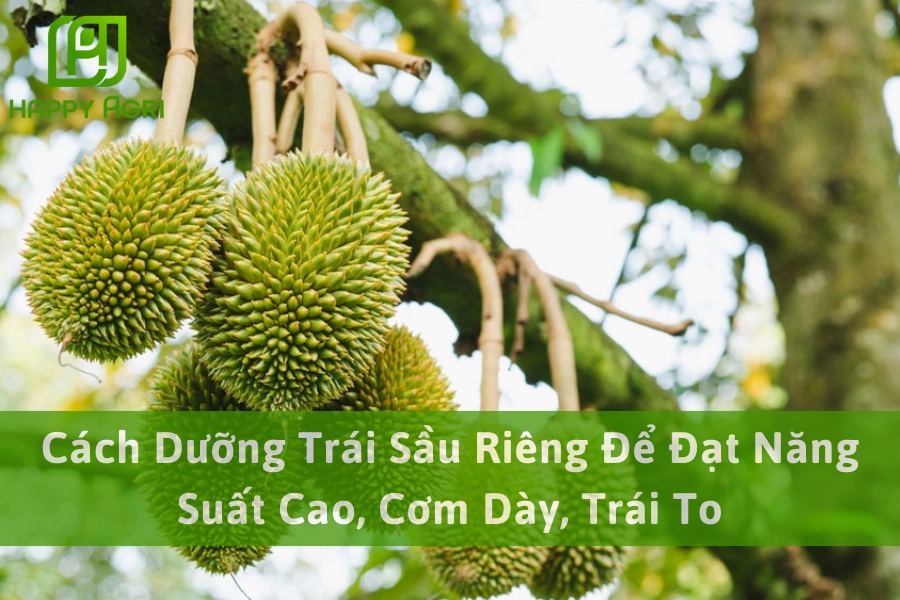 Cách Dưỡng Trái Sầu Riêng Để Đạt Năng Suất Cao, Cơm Dày, Trái To