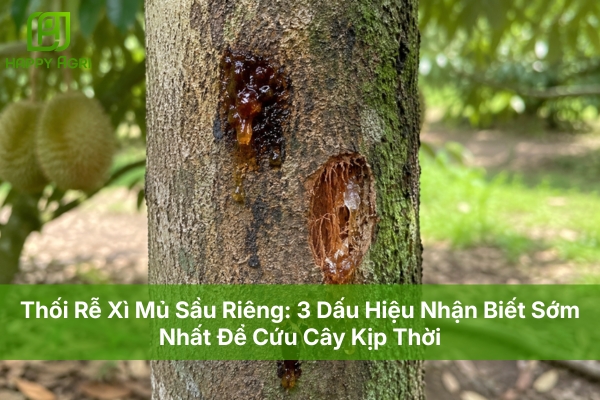 Thối Rễ Xì Mủ Sầu Riêng: 3 Dấu Hiệu Nhận Biết Sớm Nhất Để Cứu Cây Kịp Thời