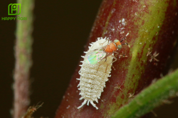 Đặc điểm sinh học cần lưu ý về rệp sáp (Pseudococcidae)