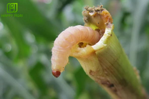 Nỗi lo về những loại sâu hại "ẩn nấp" sâu trong mô cây