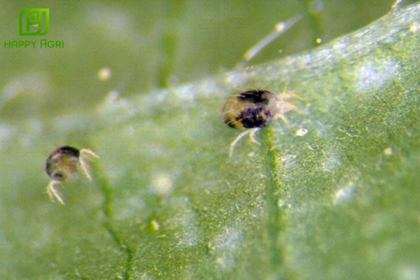 Câu hỏi thường gặp 