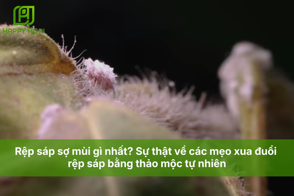 Rệp sáp sợ mùi gì nhất? Sự thật về các mẹo xua đuổi rệp sáp bằng thảo mộc tự nhiên.