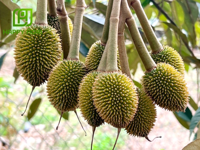 Các biện pháp kỹ thuật bổ trợ và quản lý tổng hợp