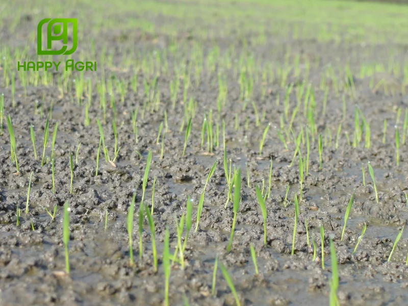 cách sử dụng thuốc trừ cỏ tiền nảy mầm