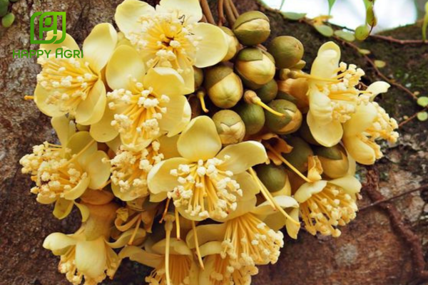 Công dụng Phân bón phức hợp ABC SOP