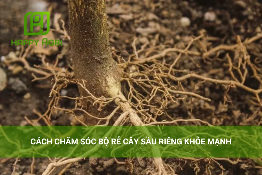 Cách Chăm Sóc Bộ Rễ Cây Sầu Riêng Khỏe Mạnh