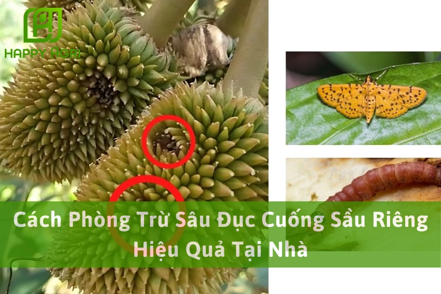 Cách Phòng Trừ Sâu Đục Cuống Sầu Riêng Hiệu Quả Tại Nhà