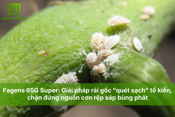 Fagens 65G Super: Giải pháp rải gốc "quét sạch" tổ kiến, chặn đứng nguồn cơn rệp sáp bùng phát