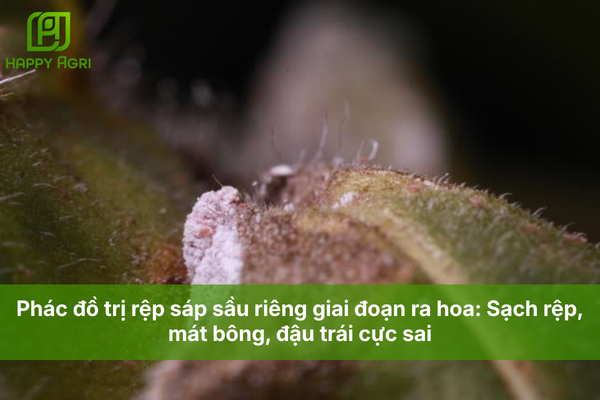 Phác đồ trị rệp sáp sầu riêng giai đoạn ra hoa: Sạch rệp, mát bông