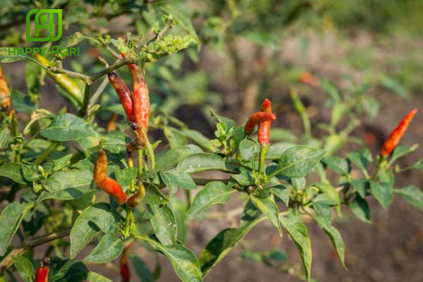 Công dụng Thuốc trừ bệnh ADU-FLORE 600WG – Hiệu HAMEPY 600