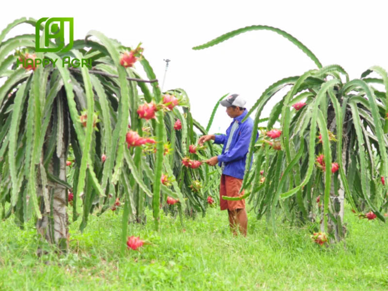 kỹ thuật trồng thanh long