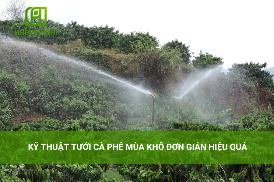 # Kỹ Thuật Tưới Cà Phê Mùa Khô Đơn Giản Hiệu Quả 