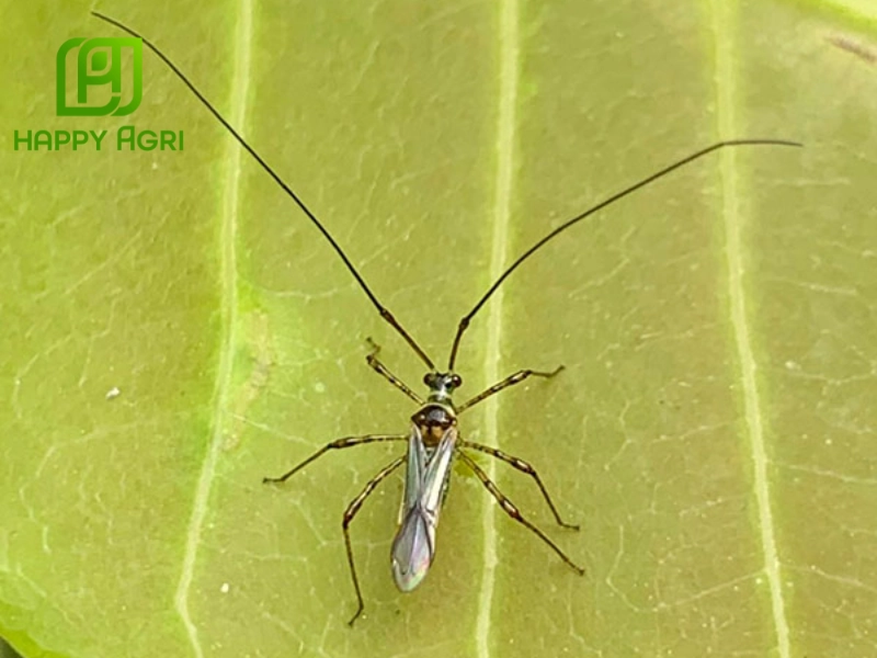 Các biện pháp phòng trừ bọ xít muỗi hại điều hiệu quả