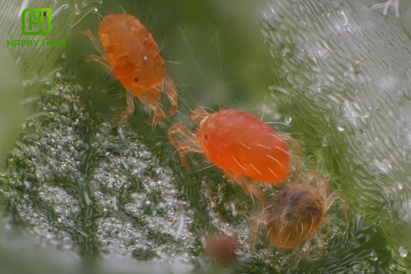 Chiến lược "Double-Tap" cắt đứt hoàn toàn vòng đời dịch hại