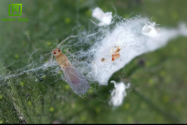 Tổng quan về vòng đời "lãi suất kép" của rệp sáp