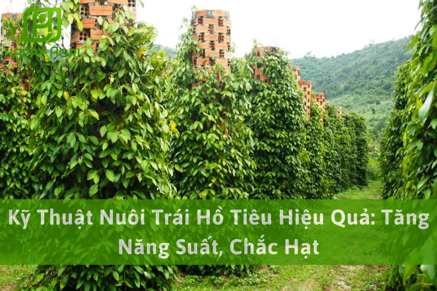 Kỹ Thuật Nuôi Trái Hồ Tiêu Hiệu Quả: Tăng Năng Suất, Chắc Hạt