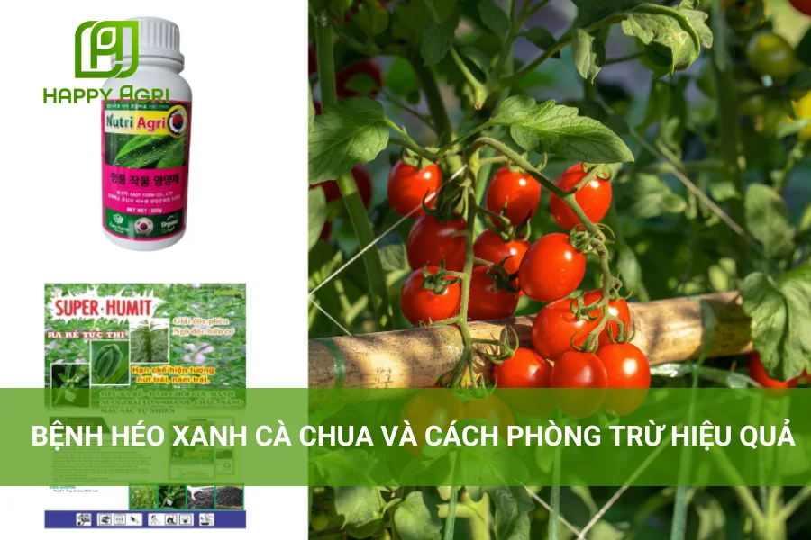 # Bệnh Héo Xanh Cà Chua Và Cách Phòng Trừ Hiệu Quả 