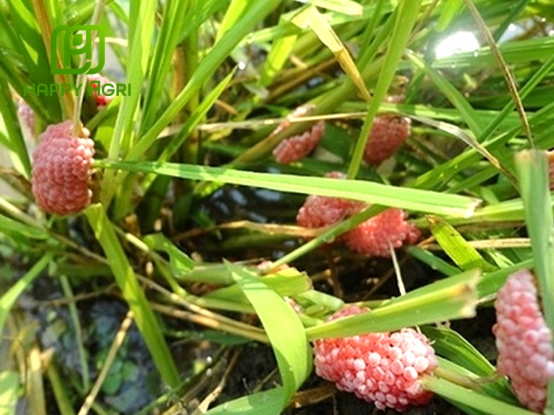 Cách tiêu diệt ốc bươu vàng gây hại lúa bằng thả vịt vào ruộng khi cây lúa đã cứng cáp
