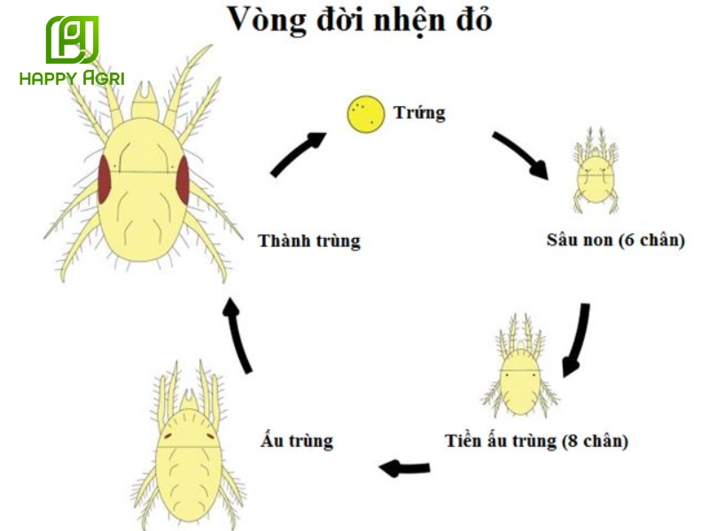 diệt nhện đỏ không dùng thuốc