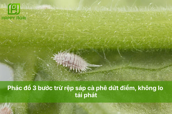 Phác đồ 3 bước trừ rệp sáp cà phê dứt điểm, không lo tái phát