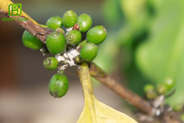  Câu hỏi thường gặp 