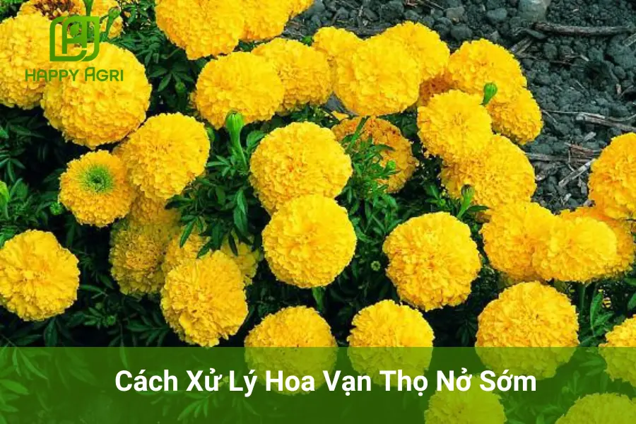 Cách Xử Lý Hoa Vạn Thọ Nở Sớm