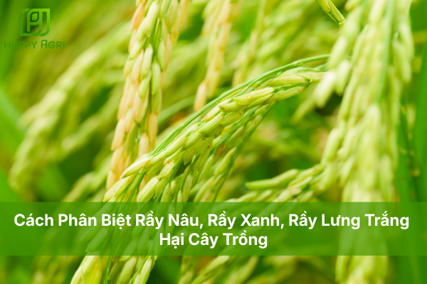 Cách Phân Biệt Rầy Nâu, Rầy Xanh, Rầy Lưng Trắng Hại Cây Trồng