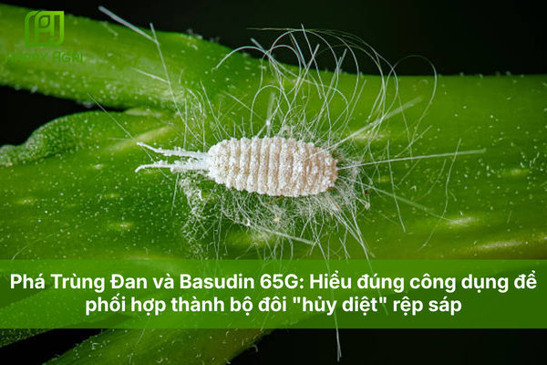 Phá Trùng Đan và Basudin 65G: Hiểu đúng công dụng để phối hợp thành bộ đôi "hủy diệt" rệp sáp
