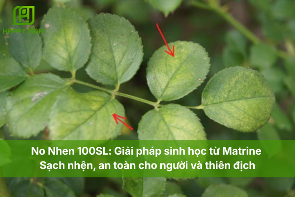 No Nhen 100SL: Giải pháp sinh học từ Matrine – Sạch nhện, an toàn cho người và thiên địch