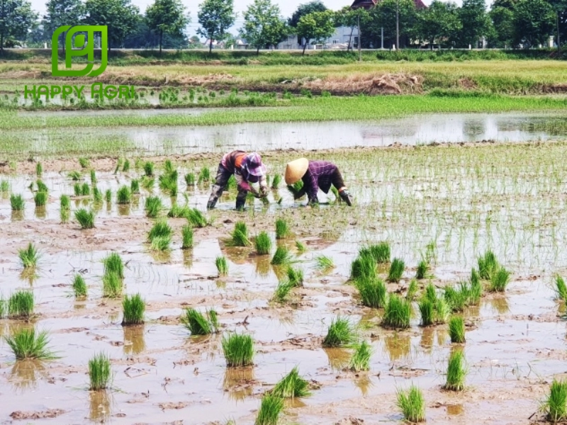 Sử dụng phân bón cân đối, kết hợp giữa phân hữu cơ và phân hóa học để tối ưu hiệu quả dinh dưỡng