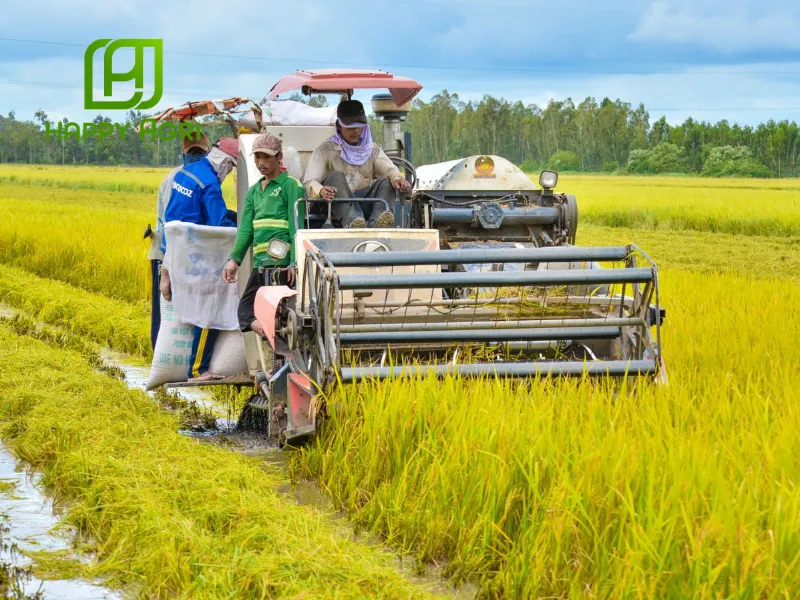 Thuốc trừ sâu Thần Dịch Trùng 200WP Hà Mã