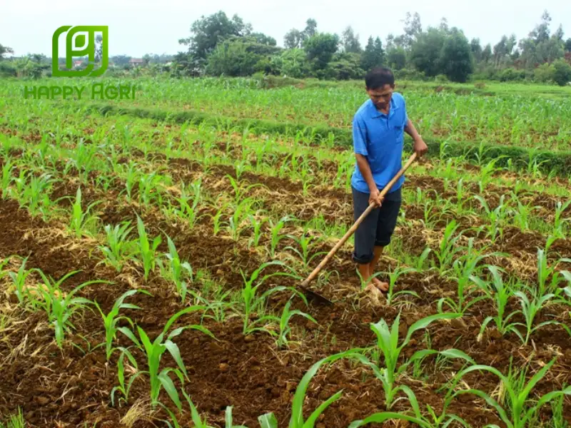 kỹ thuật trồng ngô